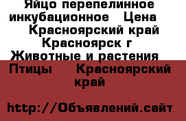 Яйцо перепелинное инкубационное › Цена ­ 8 - Красноярский край, Красноярск г. Животные и растения » Птицы   . Красноярский край